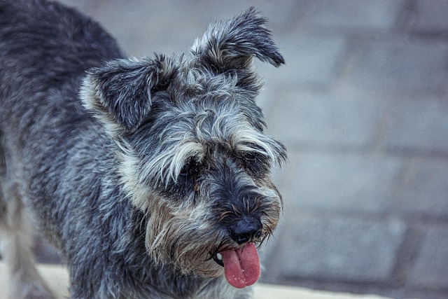 schnauzer 6648105 640 1