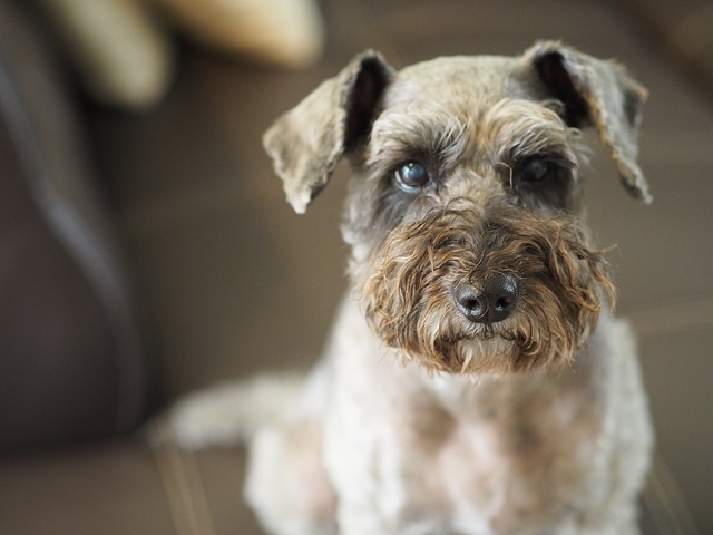 schnauzer poodle 1790594 640 1