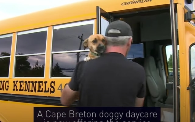 schoool bus dog