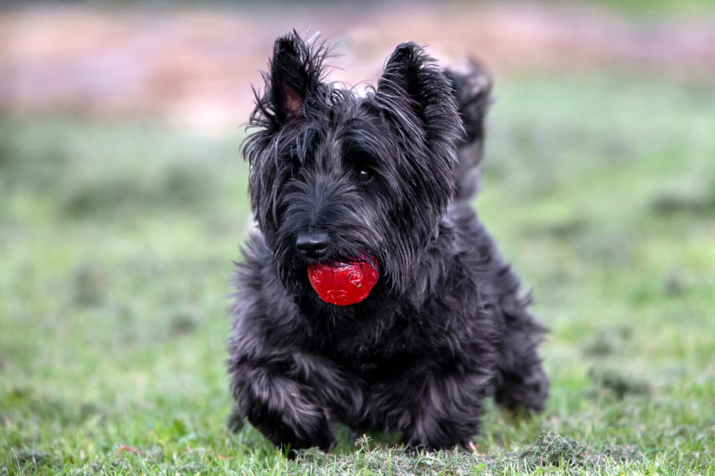 scottish Terrier play 1400x933 1