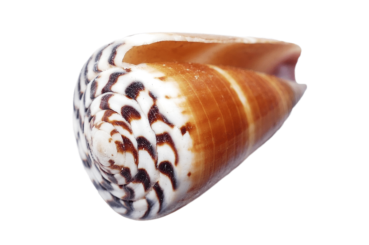 seashell 1326732 1280