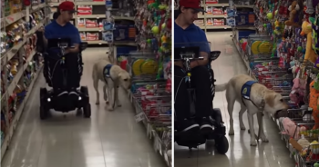 servicedogshoppingspreefin 350x184 1