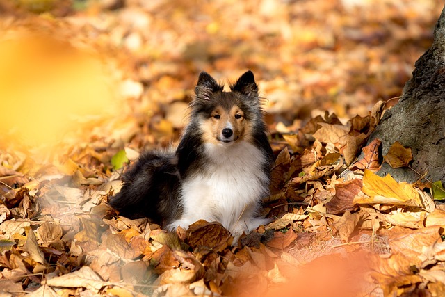 sheltie 1023007 640