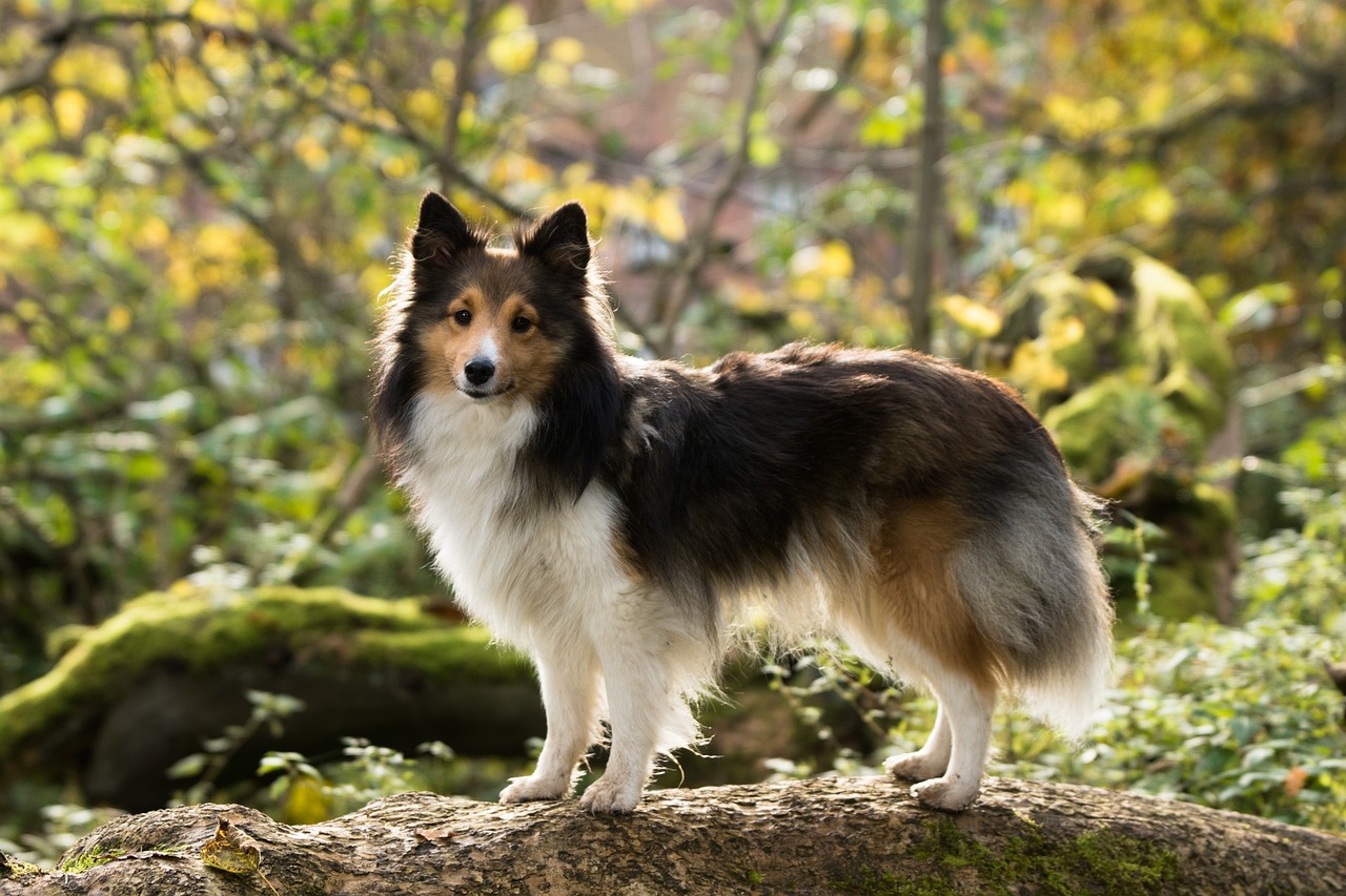 sheltie 1023012 1280