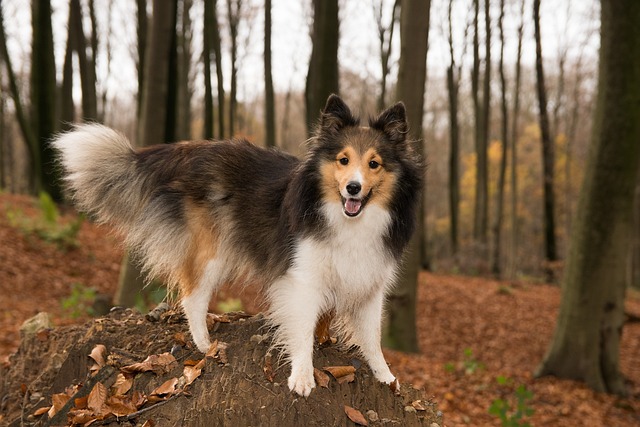 sheltie 1047090 640