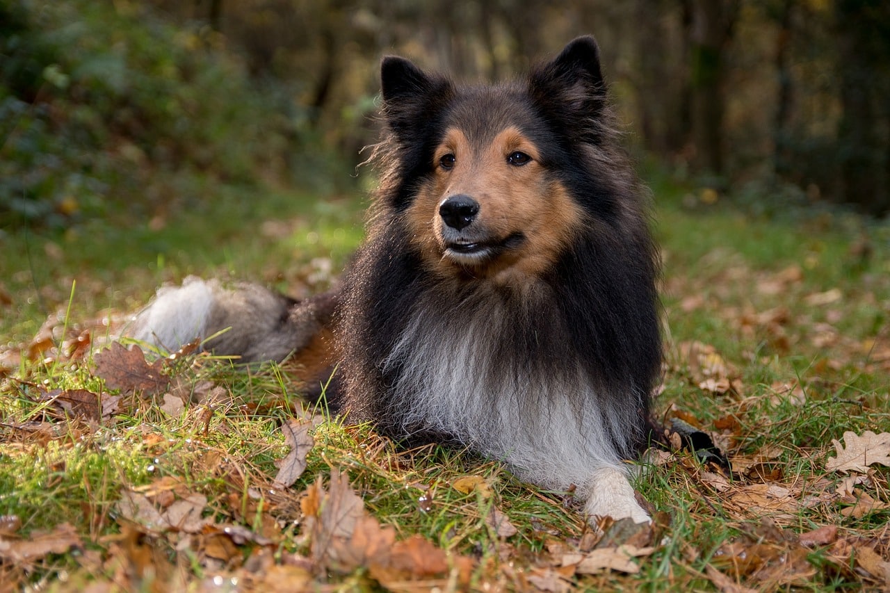 sheltie 1047093 1280