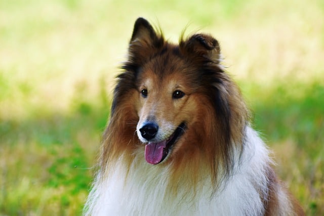 sheltie 5782339 640