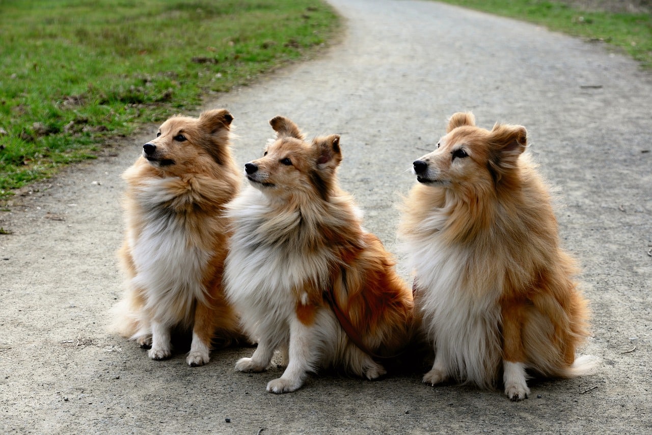 shelties 4104685 1280