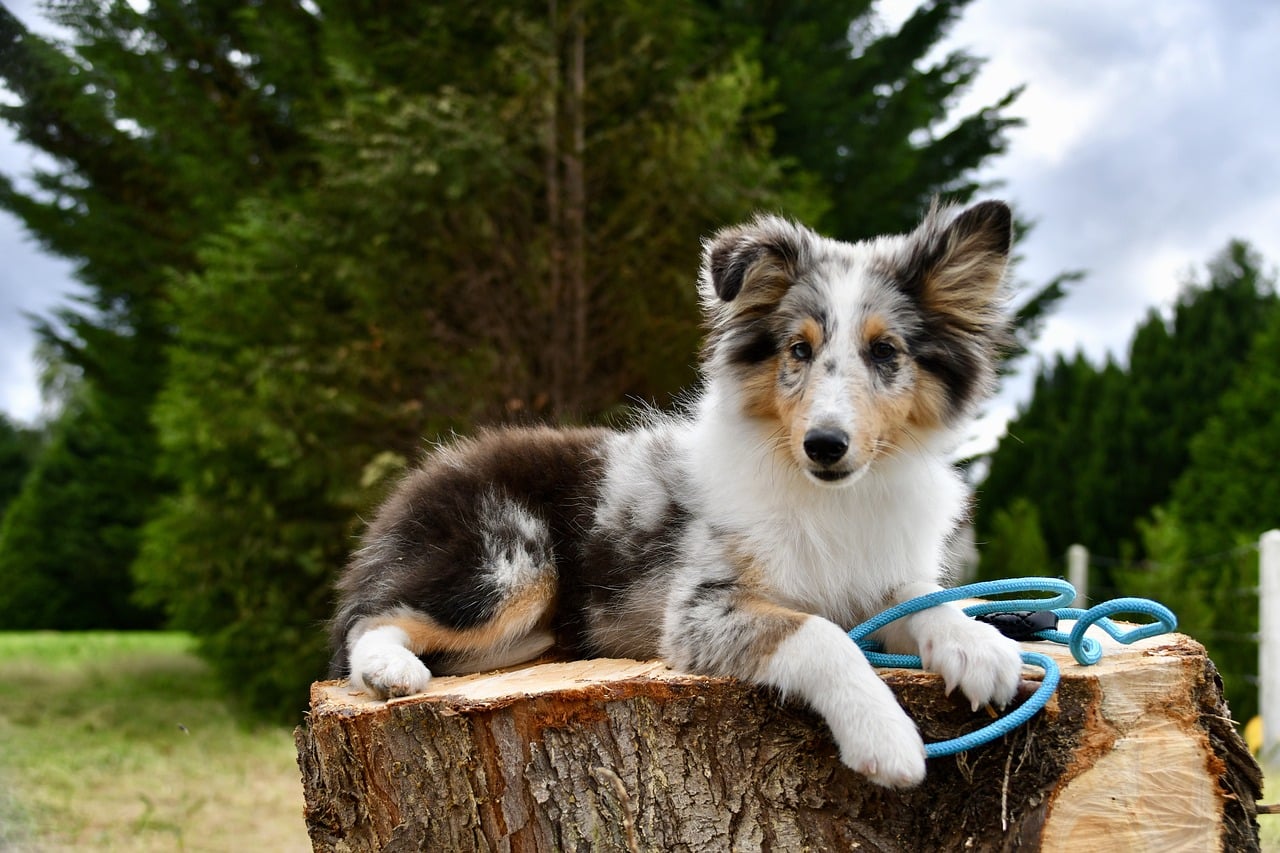 Shetland Sheepdog