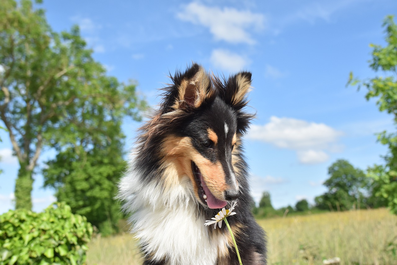 shetland sheepdog 7259281 1280