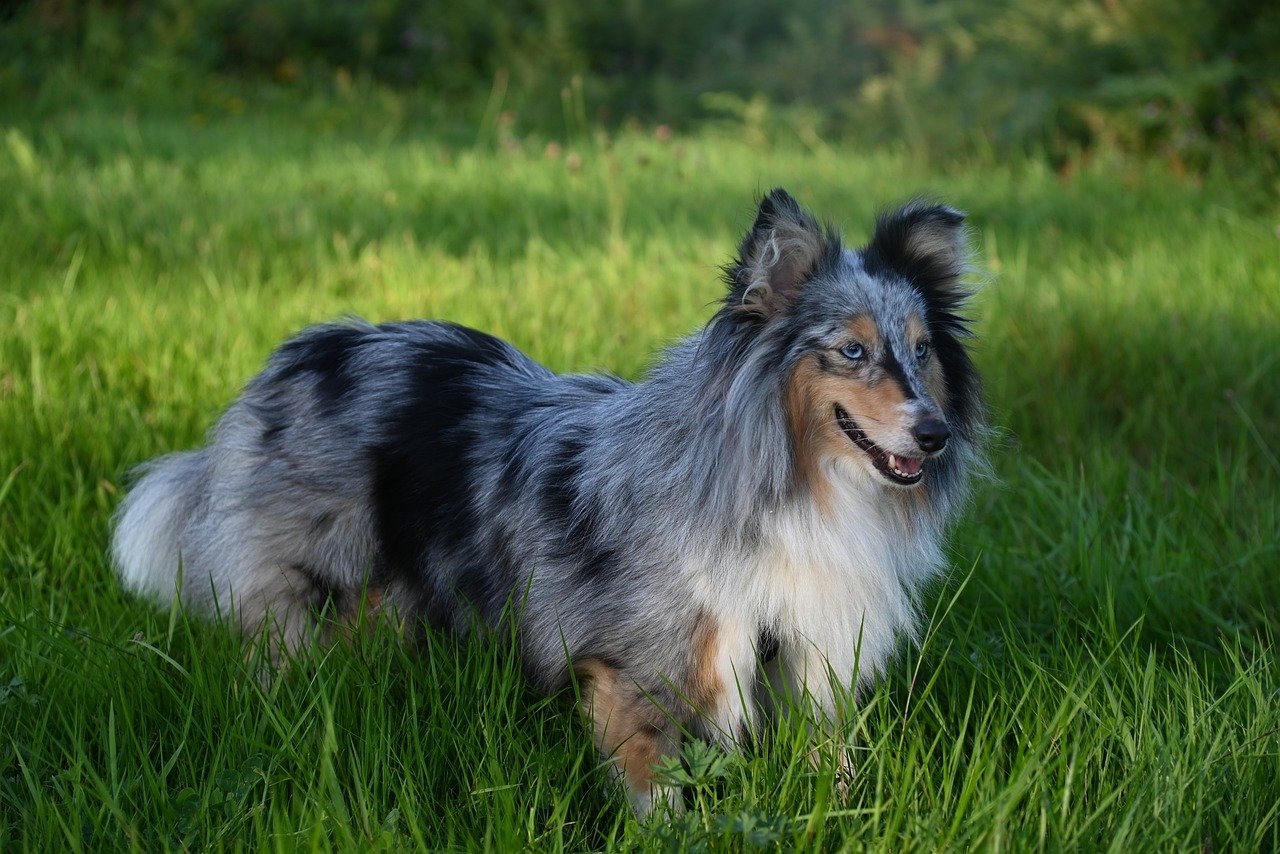 shetland sheepdog 8420923 1280