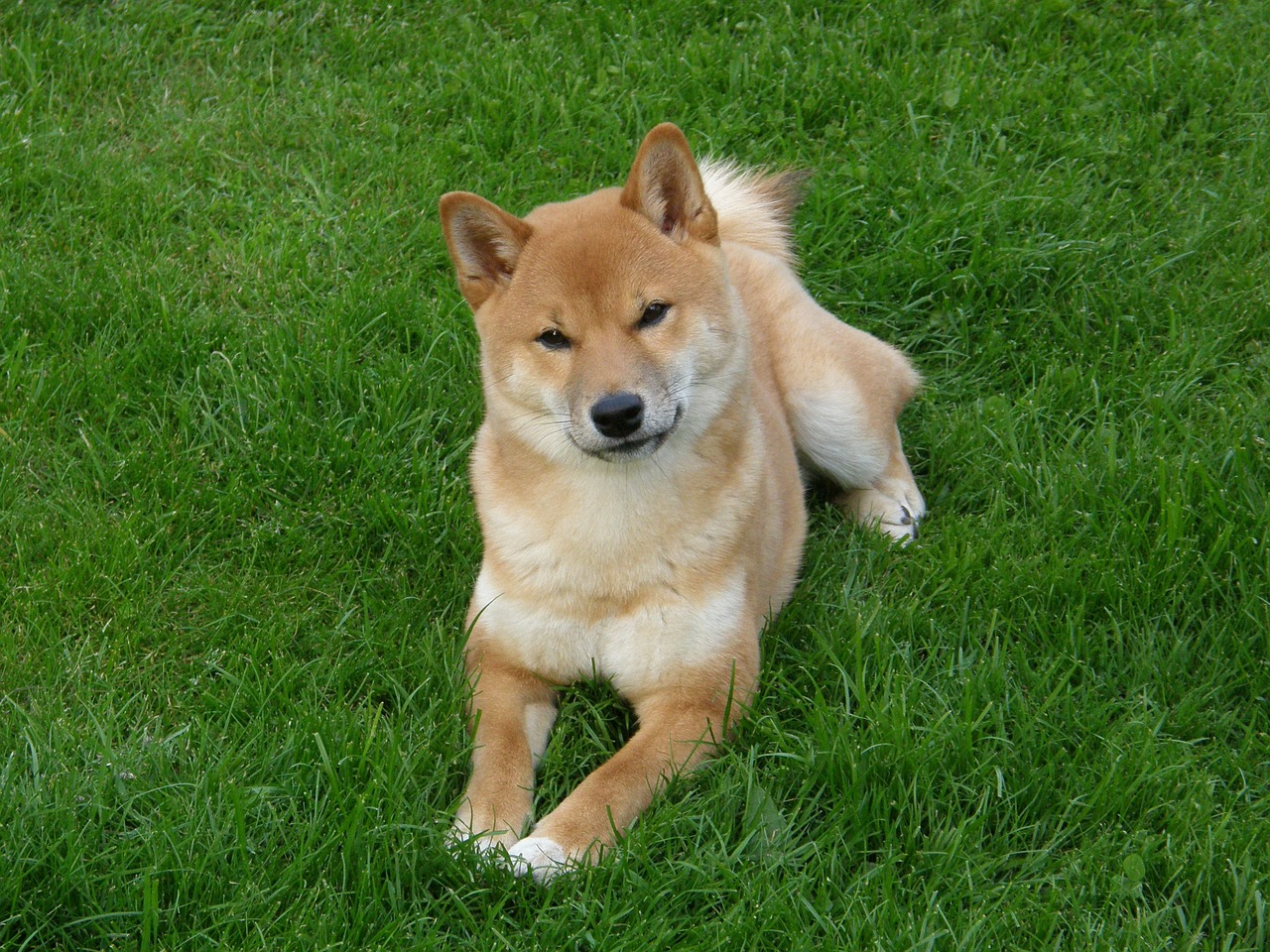 shiba 2937639 1280