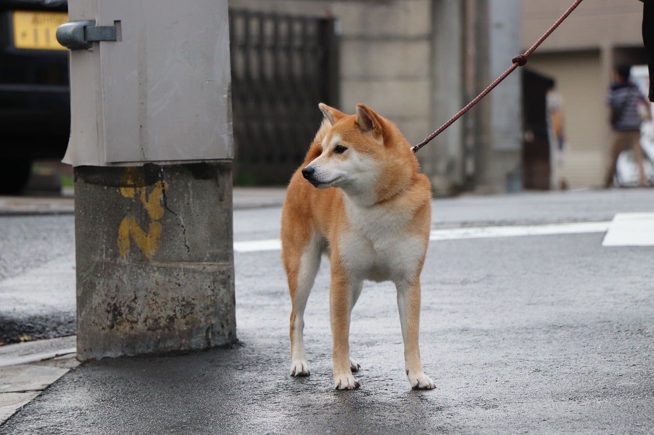 shiba inu 3600267 1280