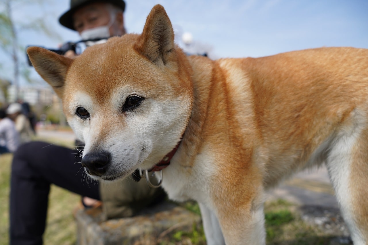 shiba inu 6230292 1280