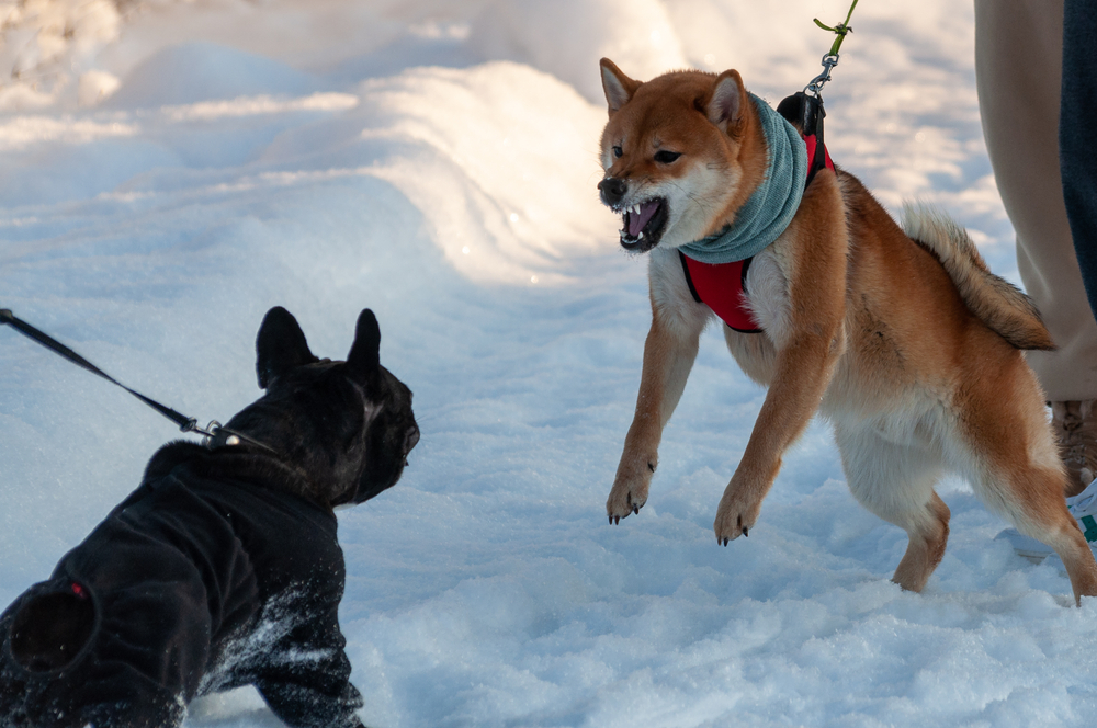 shiba inu dog lunging at the other dog