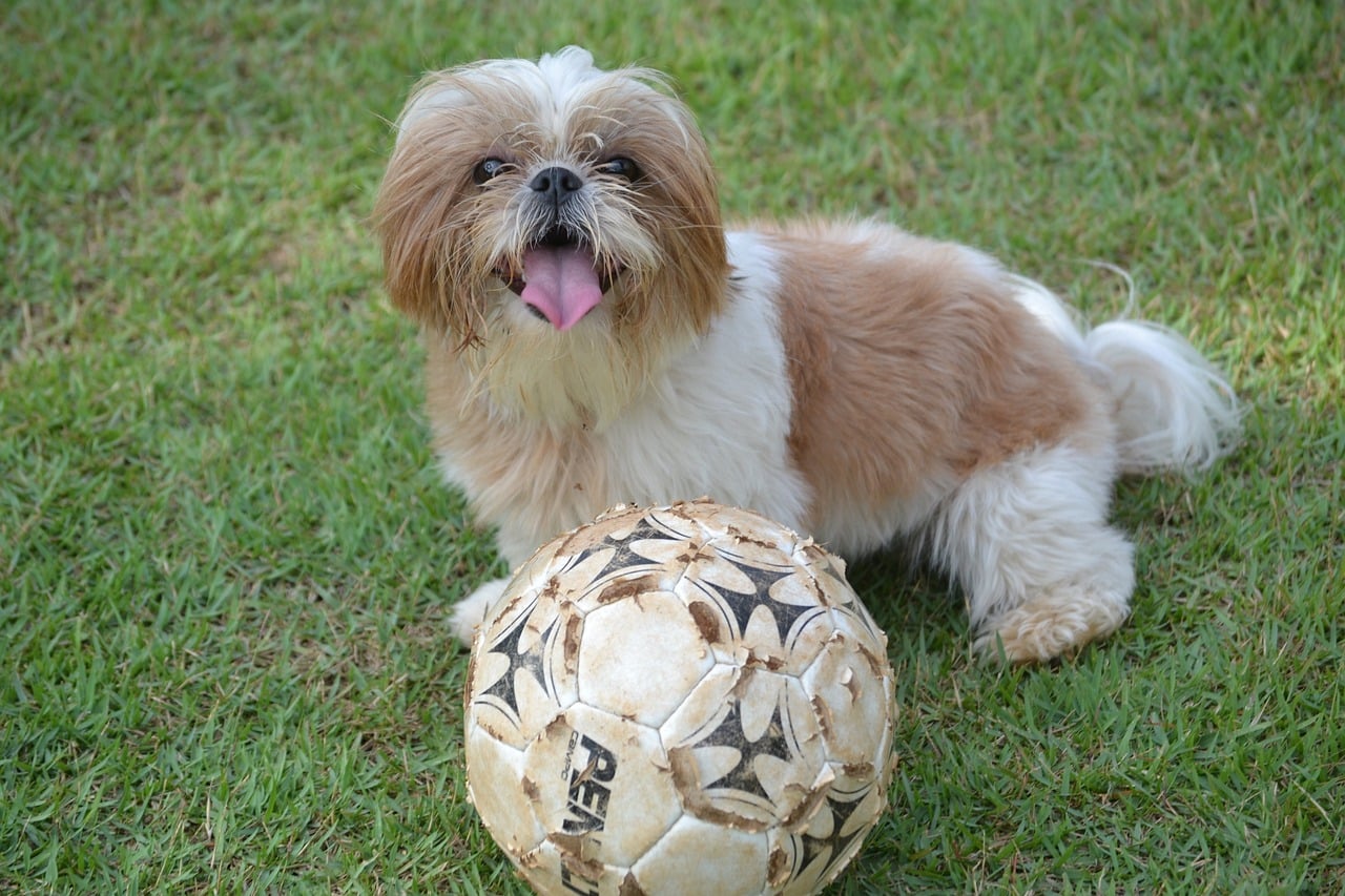 shih tzu 1794593 1280 2