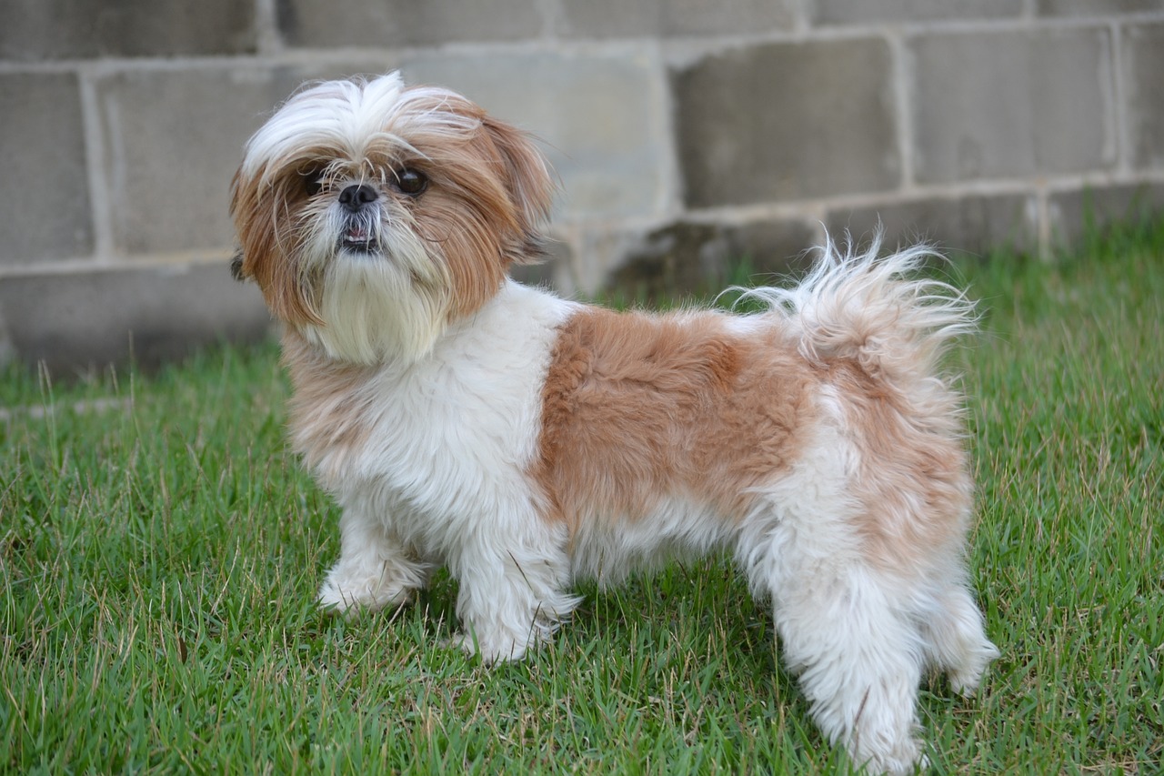 shih tzu 1794595 1280 4