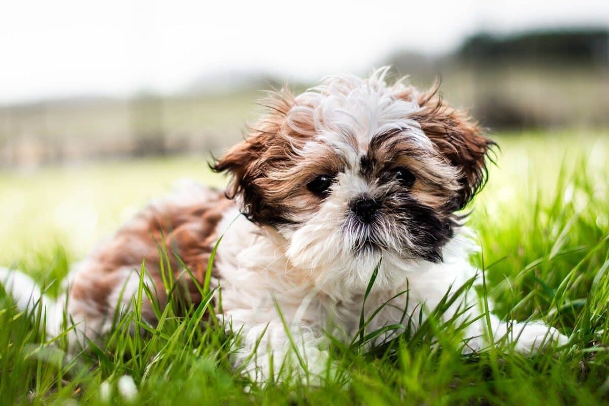 shih tzu 8751508 1280 e1728407677173