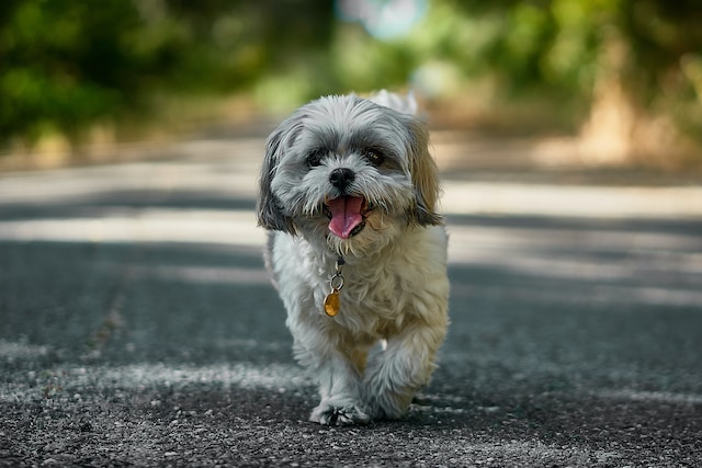 Best invisible dog fence for Shih Tzus