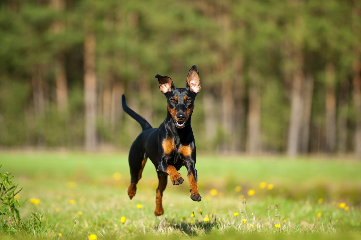 German Pinscher