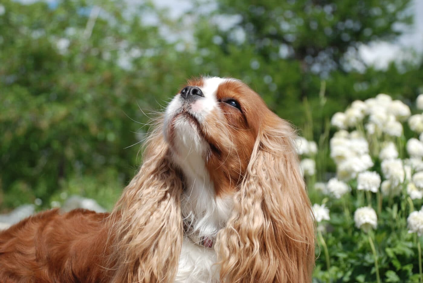 Cavalier King Charles Spaniel