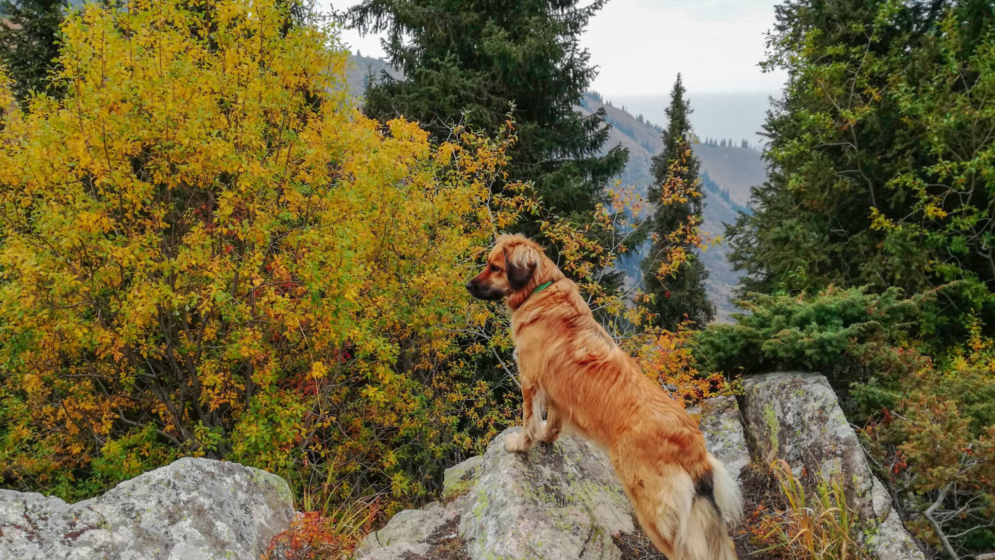 Estrela Mountain Dog