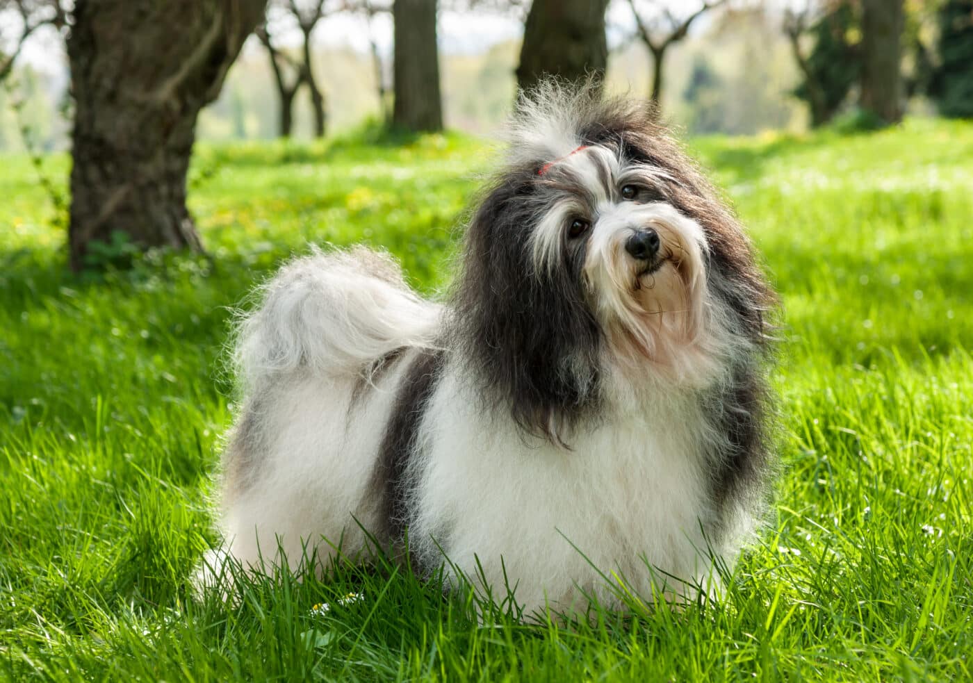 Havanese dog