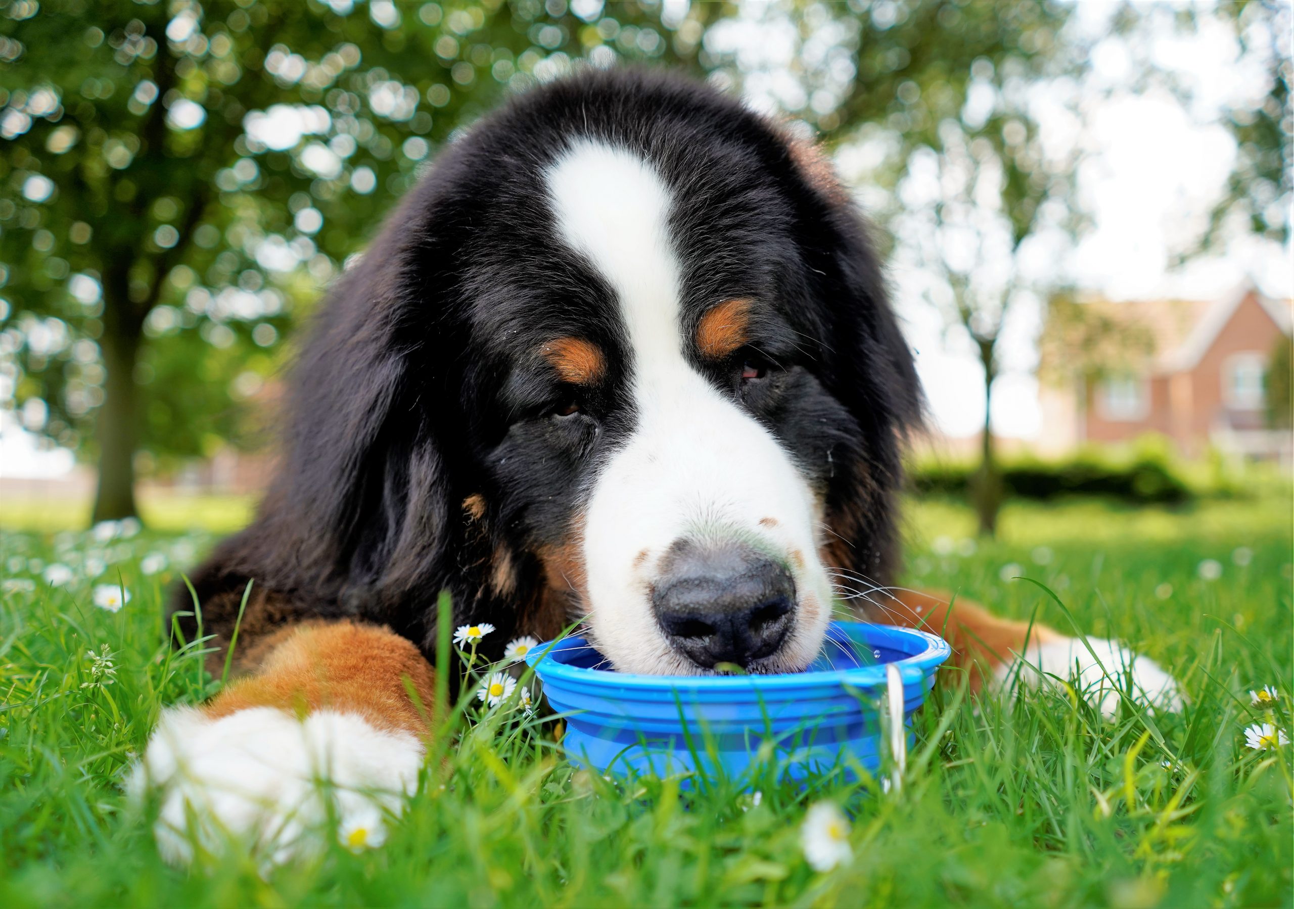 travel water bowl for dogs