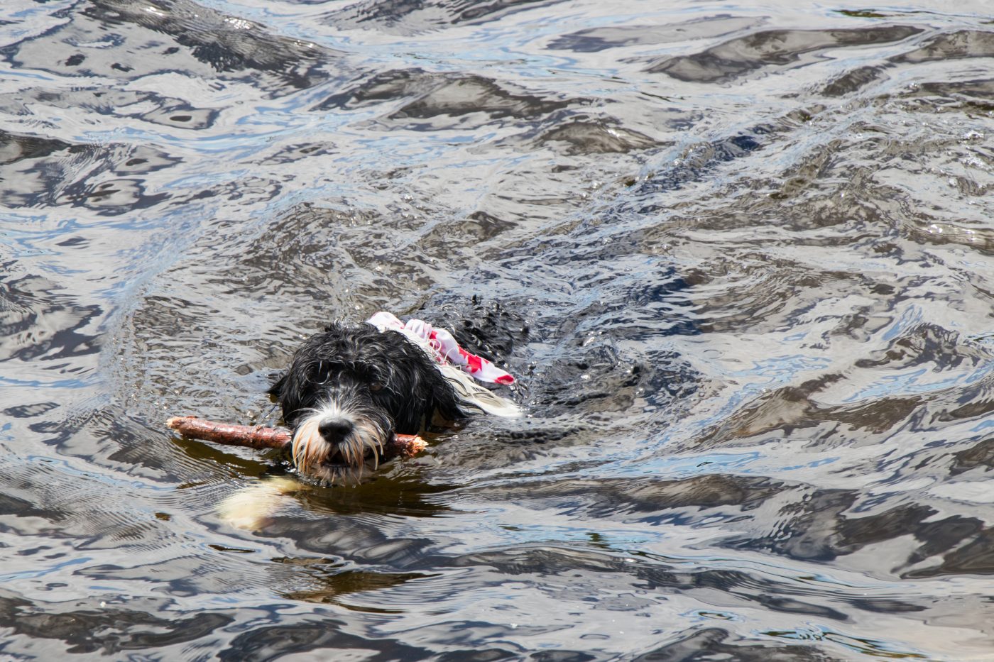 Portuguese Water Dog