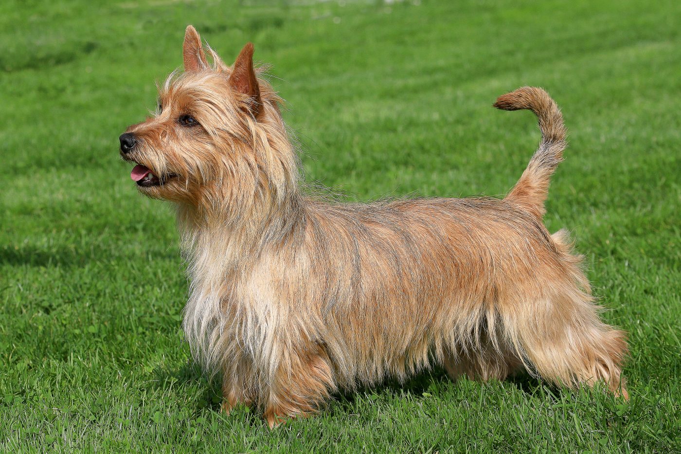 Australian Terrier