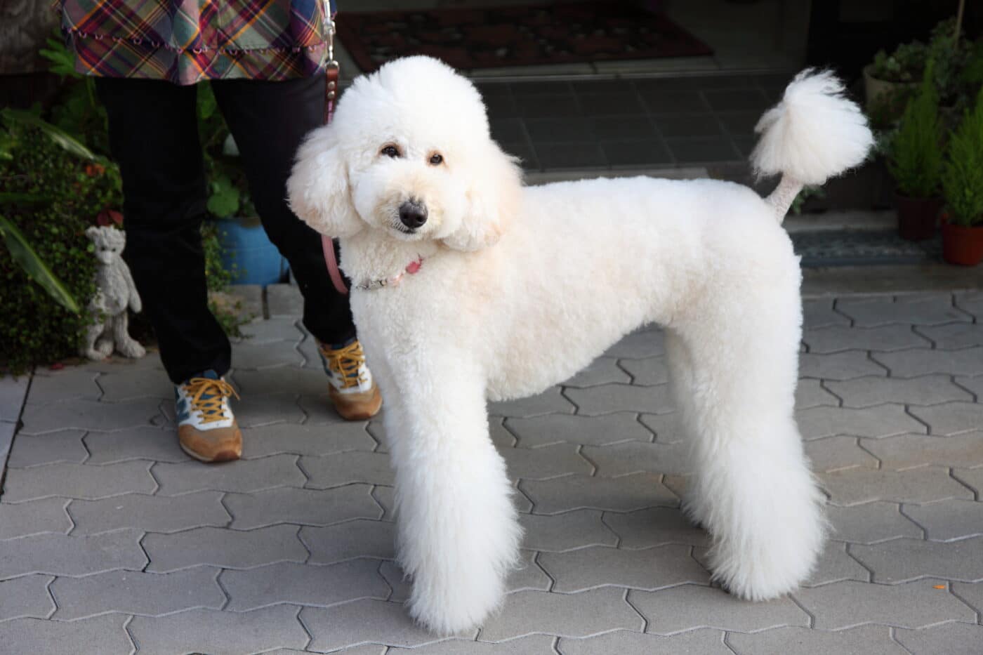 Standard Poodle