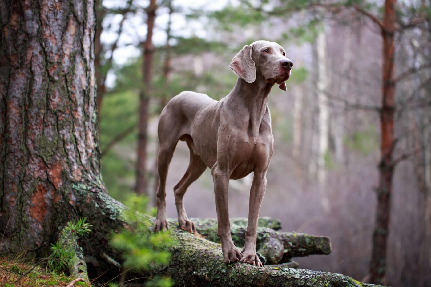 The Weimaraner, often called the “Grey Ghost” due to its sleek silver coat, is a natural adventurer with a strong prey drive and love for exploration. Known for their speed and endurance, Weimaraners excel in hiking, running, and hunting activities. They’re devoted to their owners and need plenty of physical activity to keep their adventurous spirit satisfied.The Weimaraner, often called the “Grey Ghost” due to its sleek silver coat, is a natural adventurer with a strong prey drive and love for exploration. Known for their speed and endurance, Weimaraners excel in hiking, running, and hunting activities. They’re devoted to their owners and need plenty of physical activity to keep their adventurous spirit satisfied.