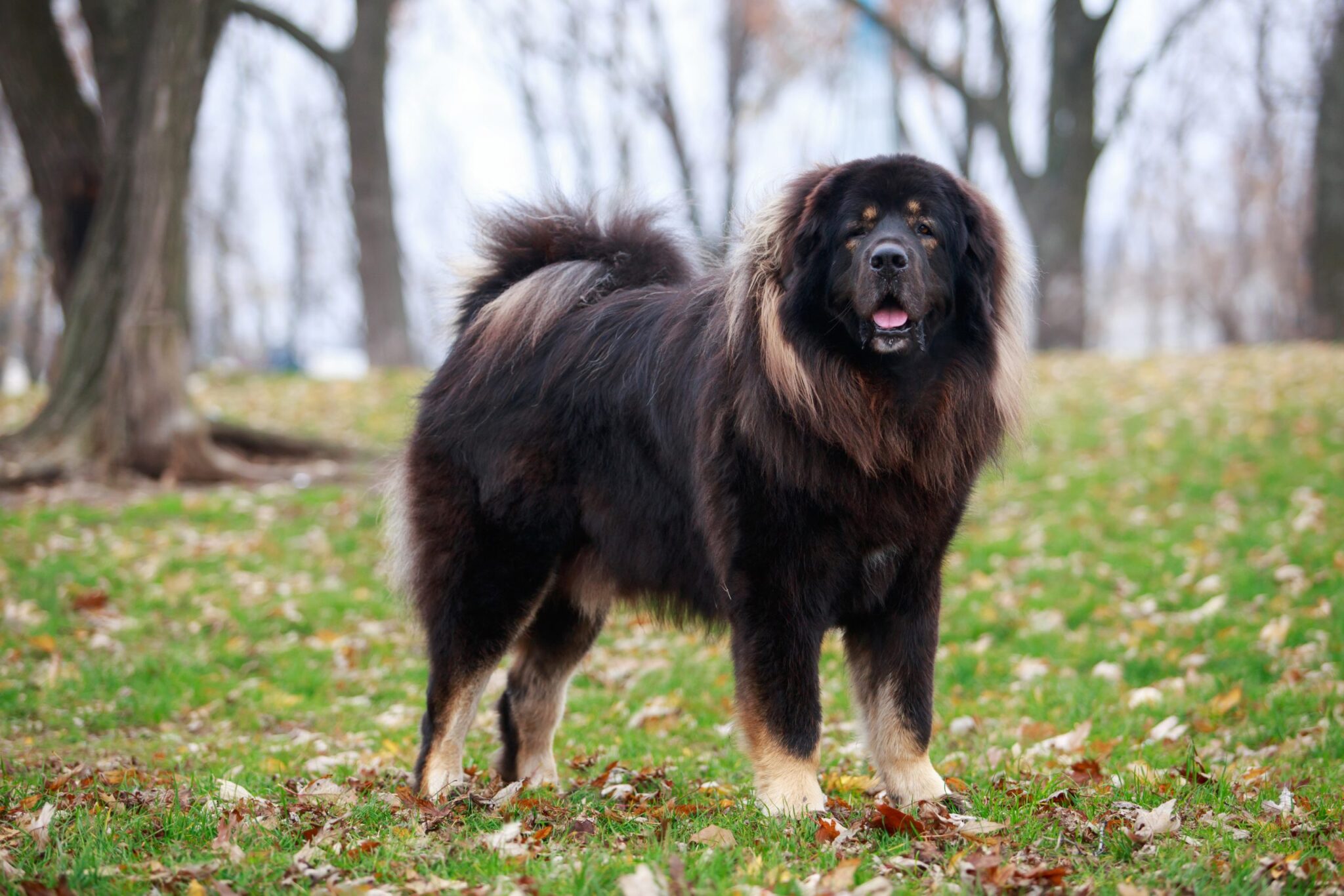 Tibetan Mastiff