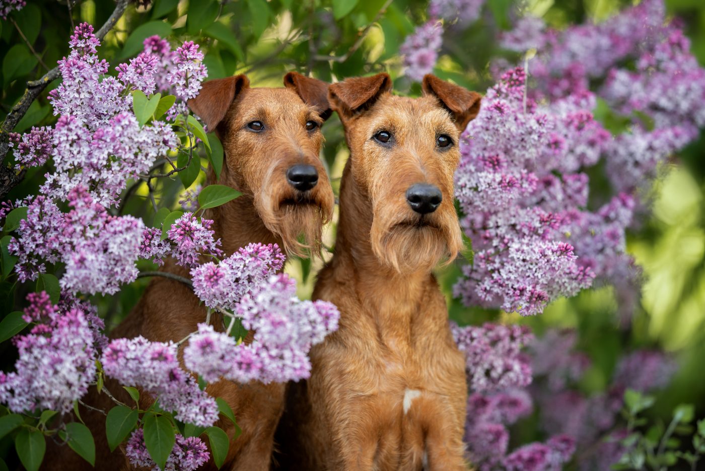 Irish Terrier