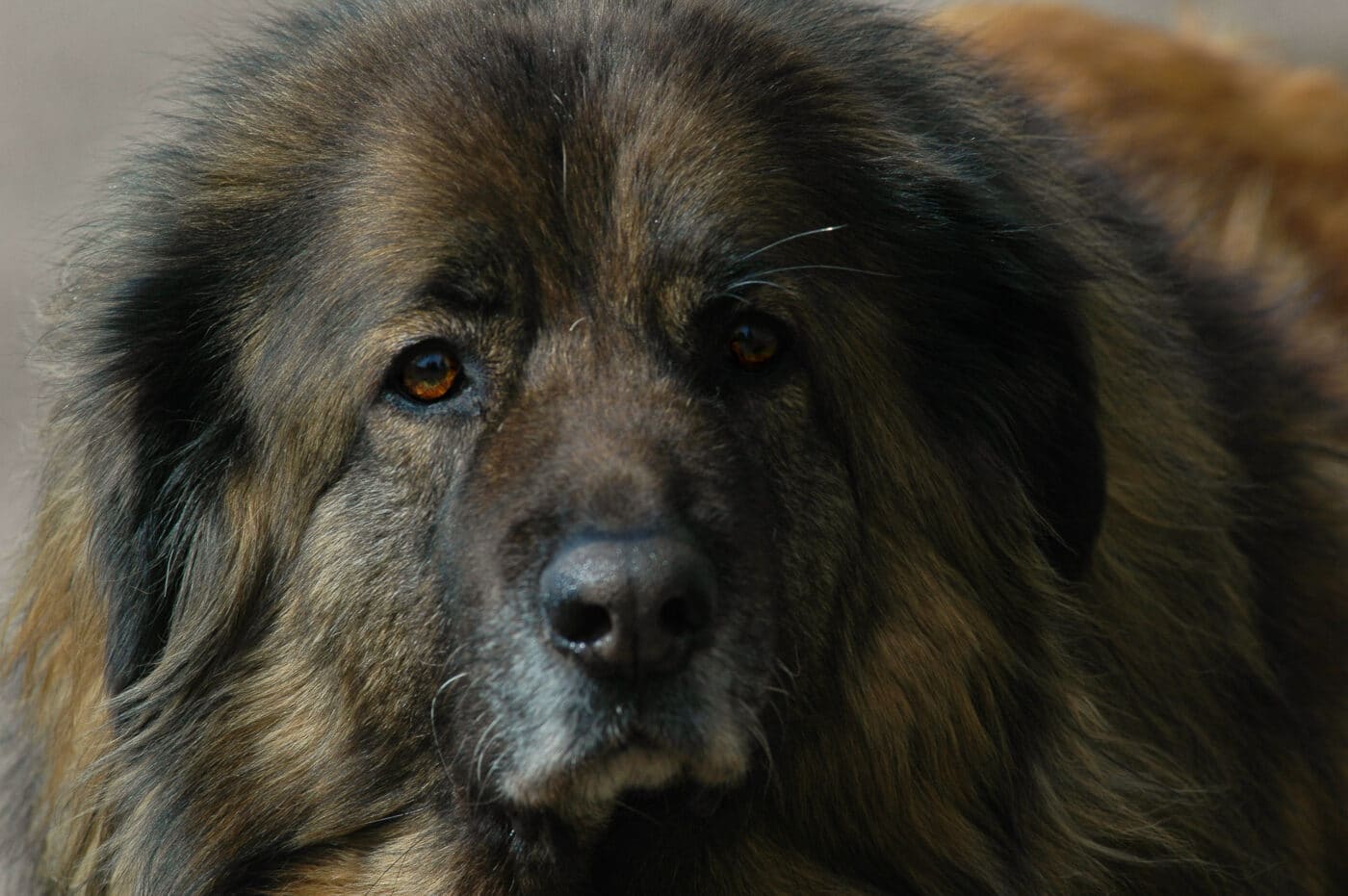 Estrela Mountain Dog