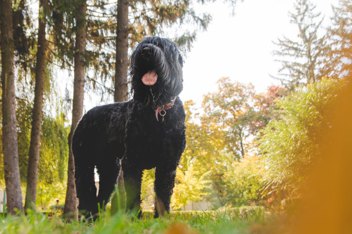 Black Russian Terrier