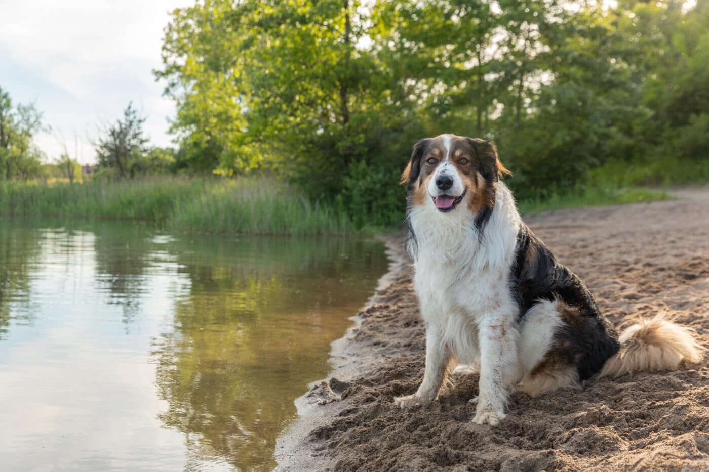 English Shepherd