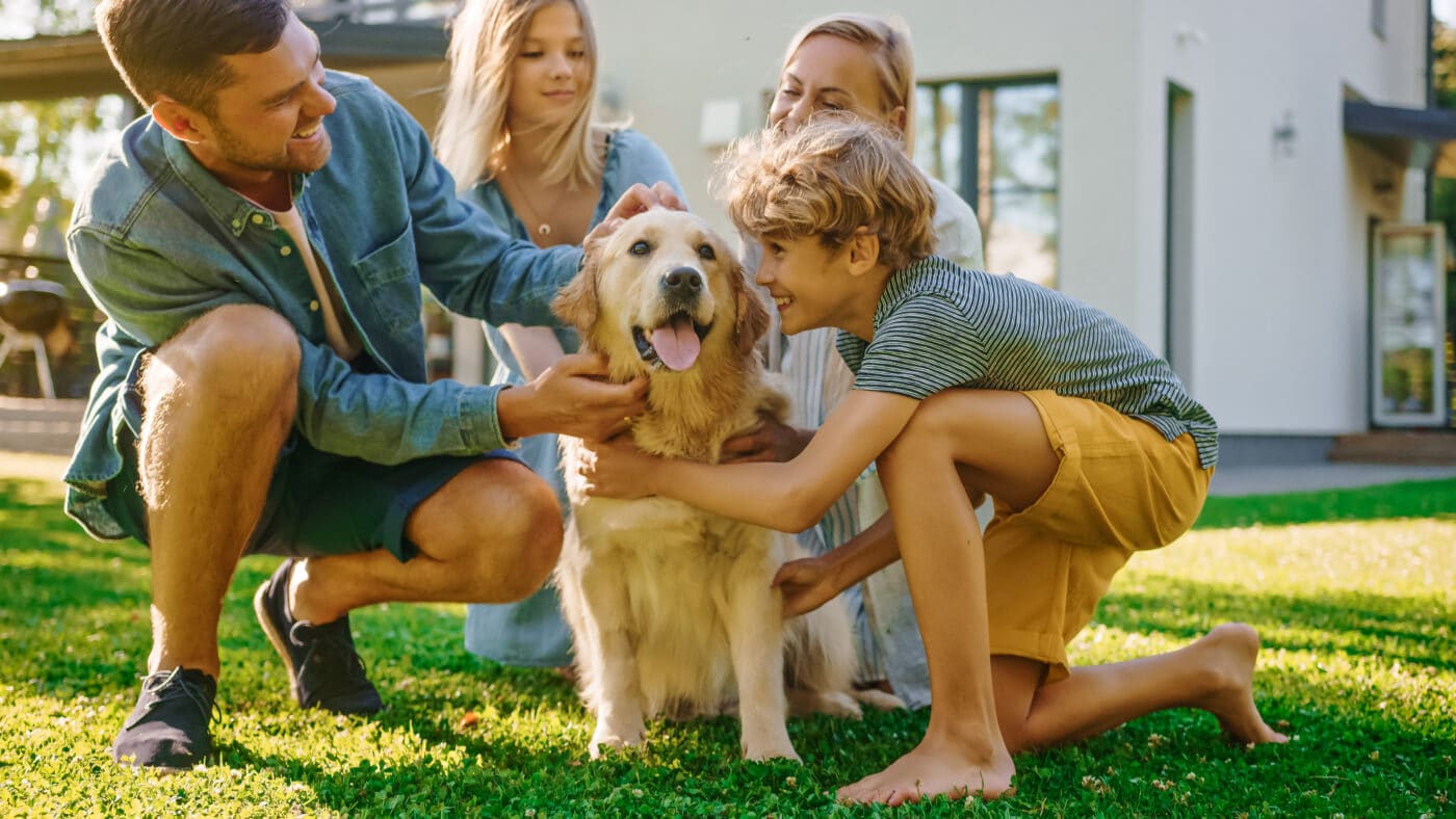 Golden Retriever