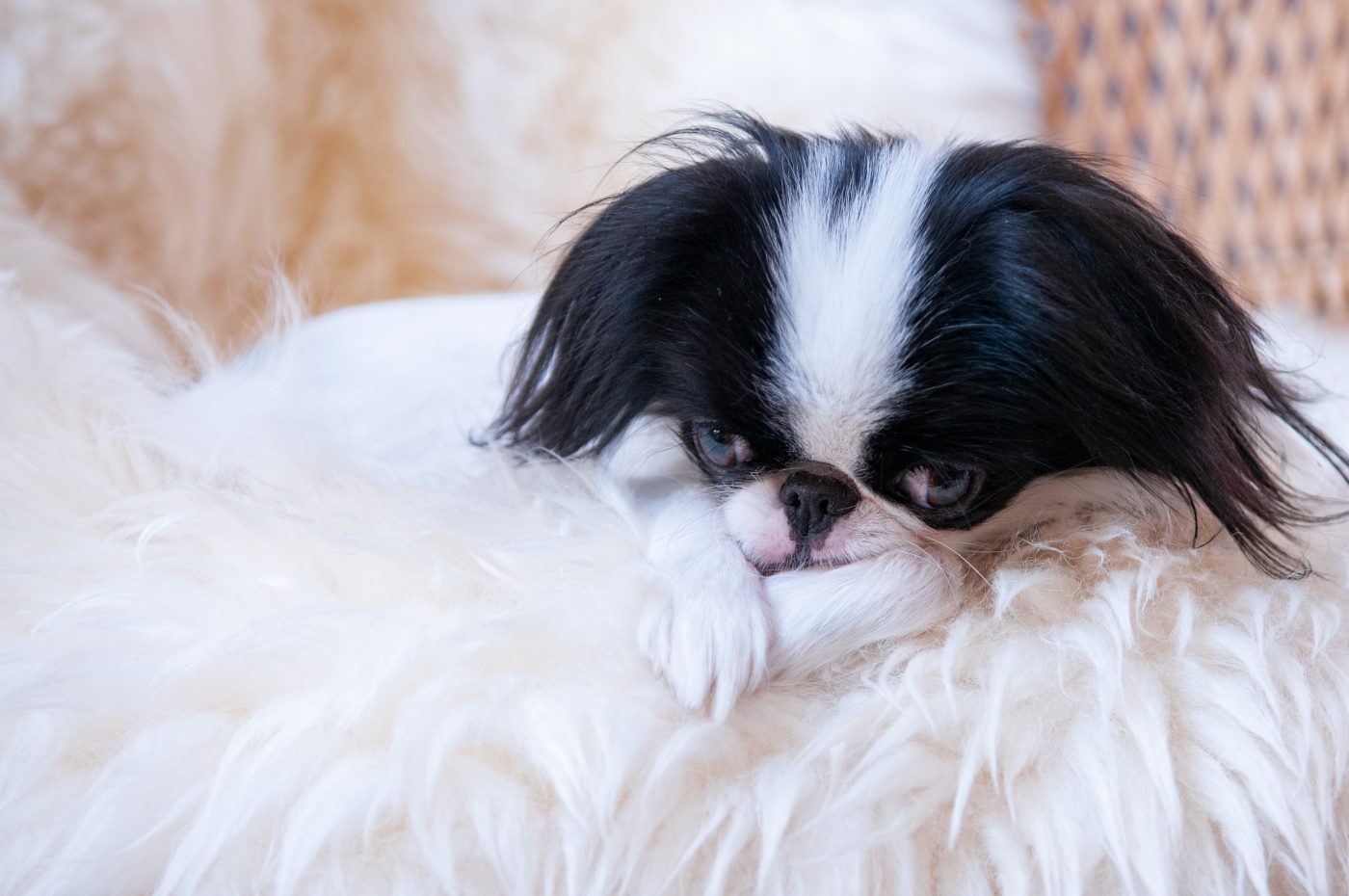 Japanese Chin