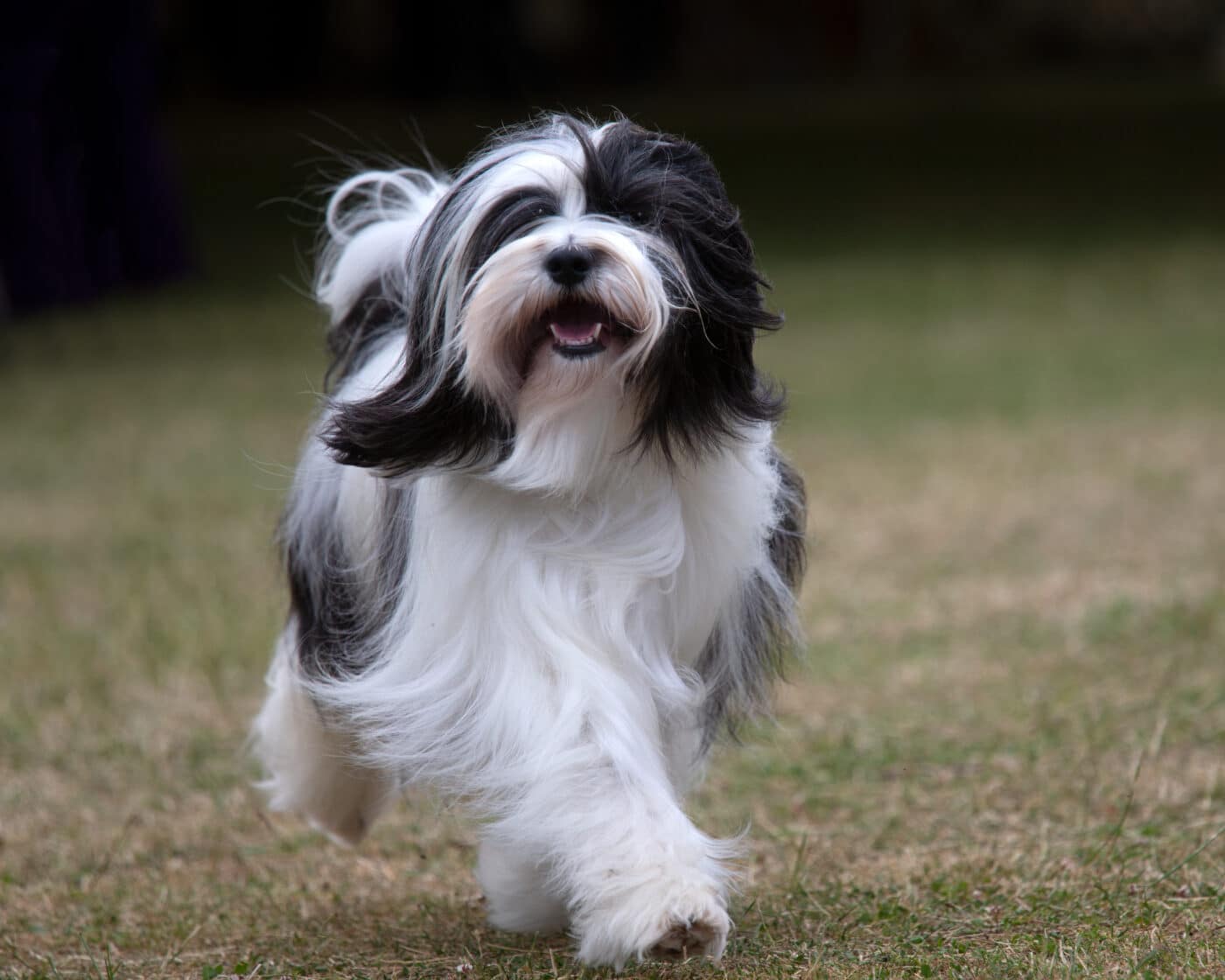 Tibetan Terrier