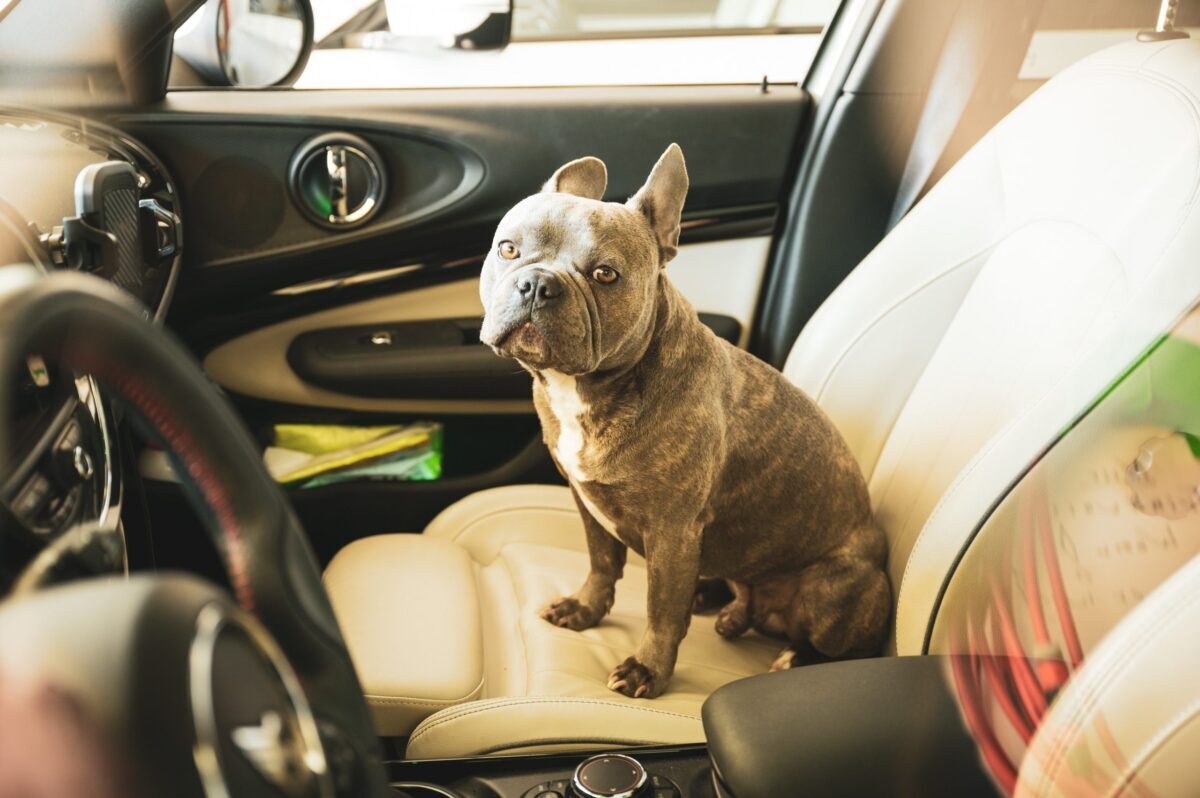 save dogs from hot cars petition