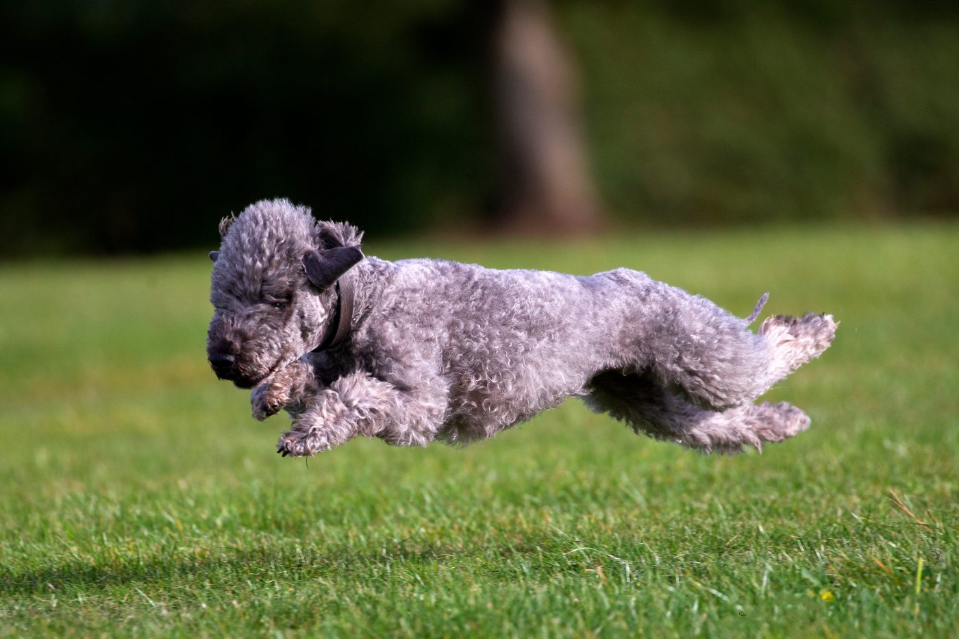 Bedlington Terrier