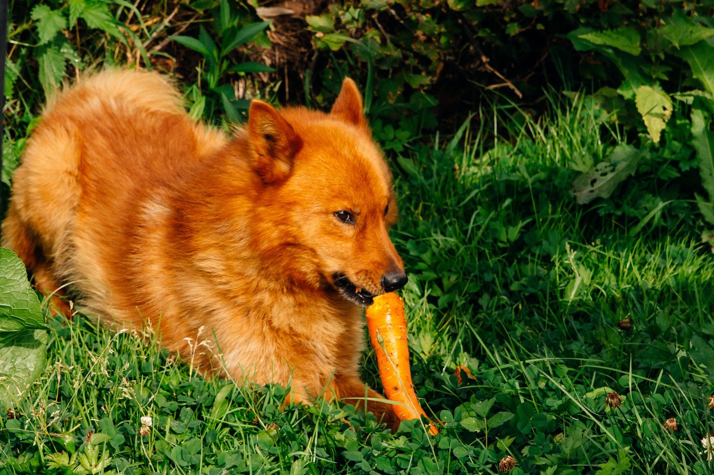 Finnish Spitz