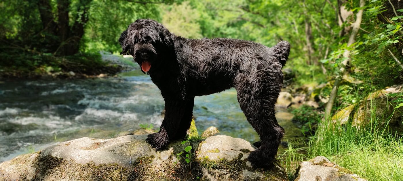 Black Russian Terrier