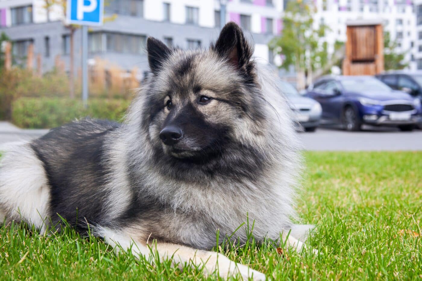 Keeshond dog