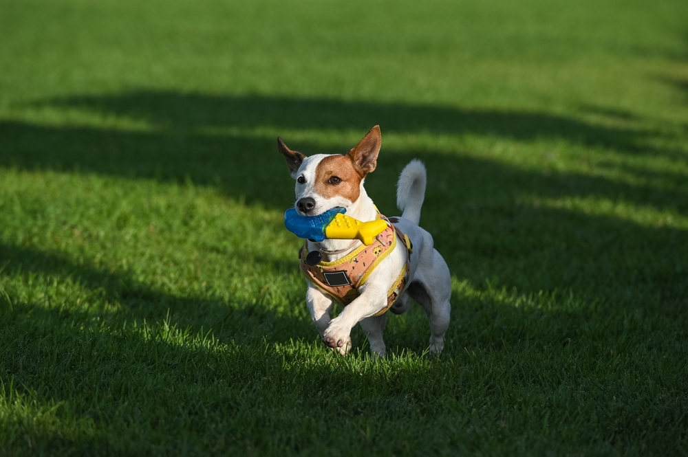 Jack Russell Terrier