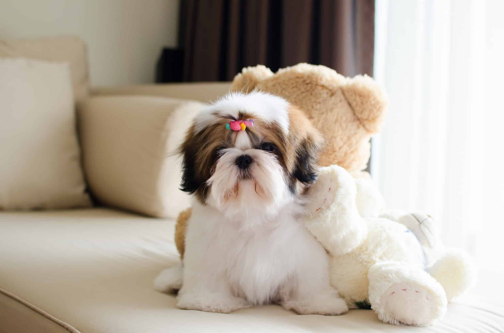 Shih Tzu