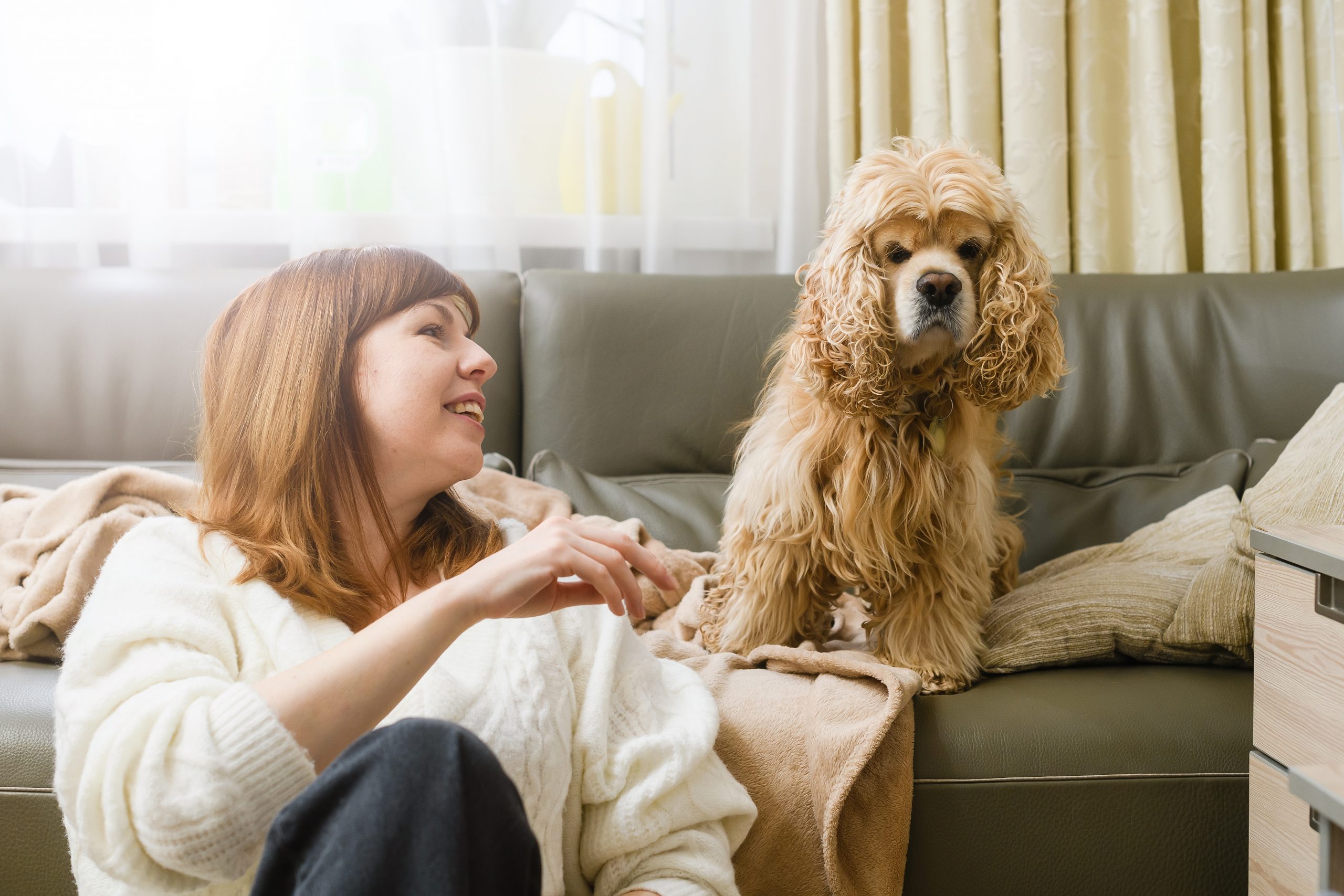 Cocker Spaniel