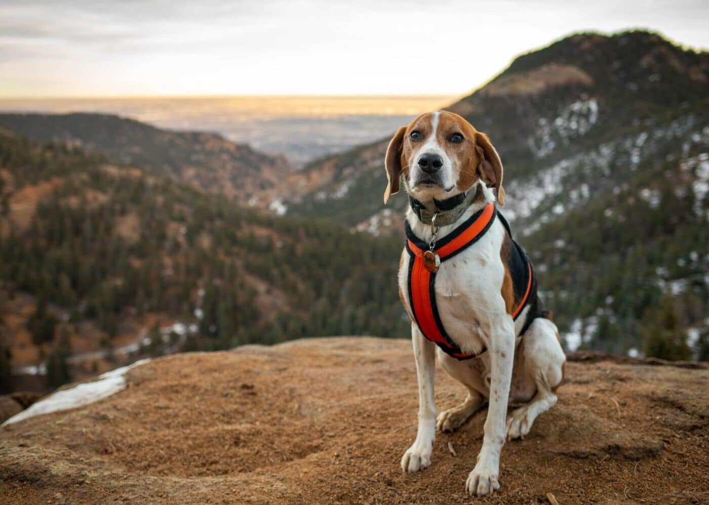 American Foxhound