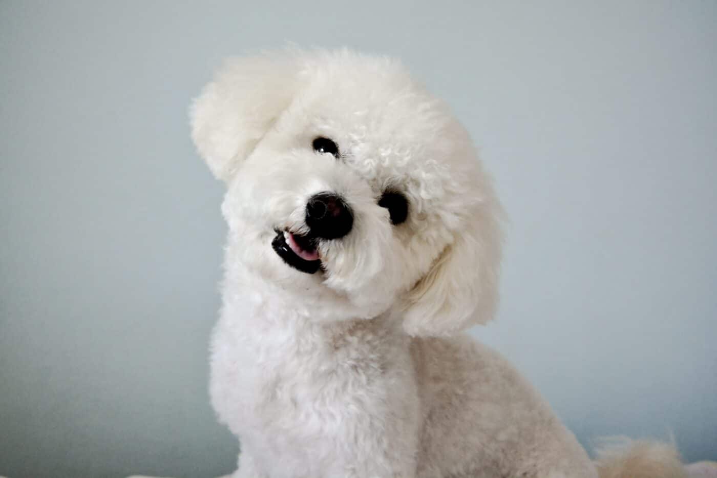 Bichon Frise